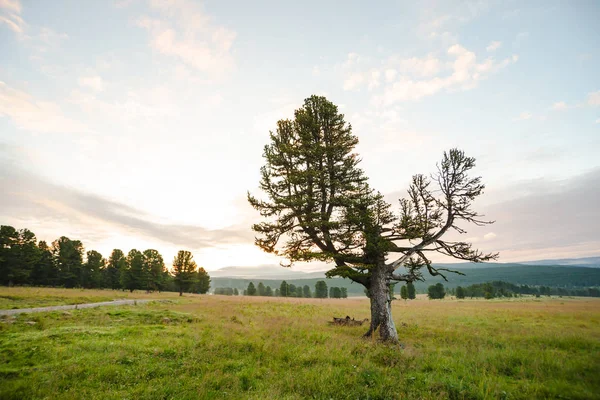 Cedar Mountain hero photo